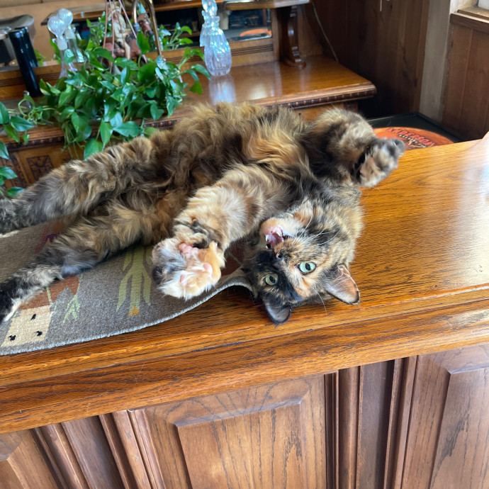 Erika's Awesome Pawsome Cat Sitting