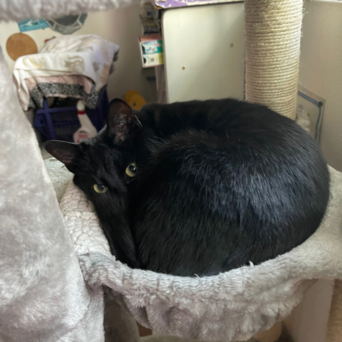 Erika's Awesome Pawsome Cat Sitting