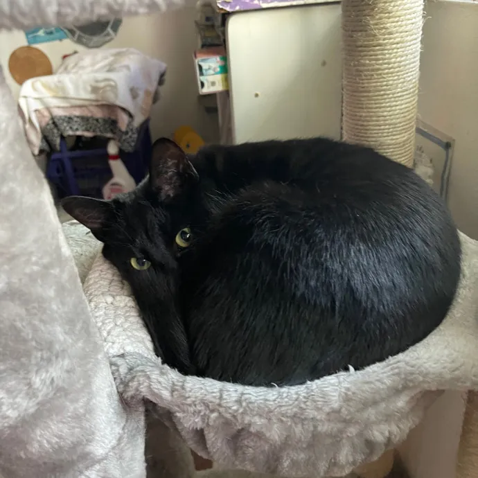 Erika's Awesome Pawsome Cat Sitting