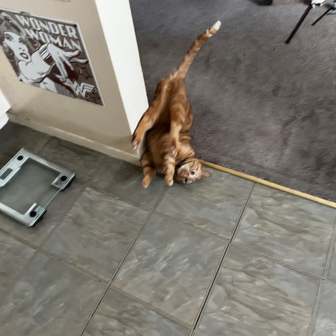 Erika's Awesome Pawsome Cat Sitting
