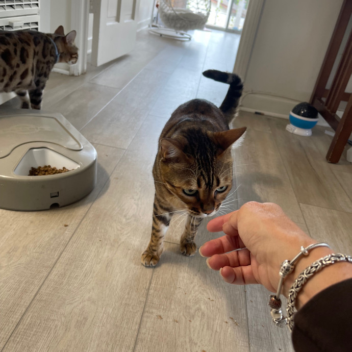 Erika's Awesome Pawsome Cat Sitting