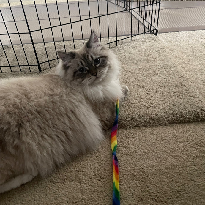 Erika's Awesome Pawsome Cat Sitting