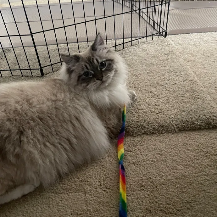 Erika's Awesome Pawsome Cat Sitting