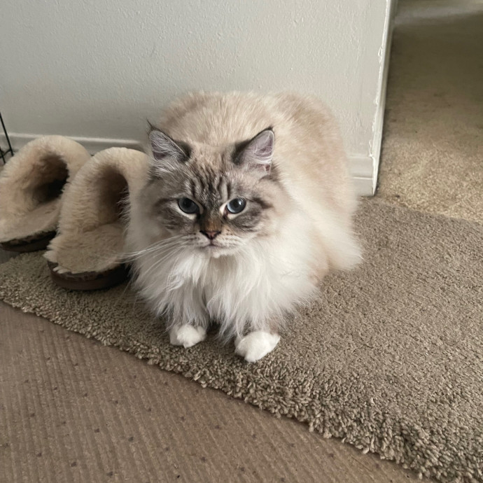 Erika's Awesome Pawsome Cat Sitting