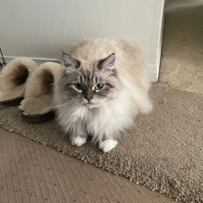 Erika's Awesome Pawsome Cat Sitting