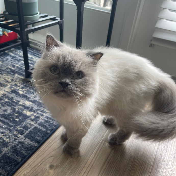Erika's Awesome Pawsome Cat Sitting