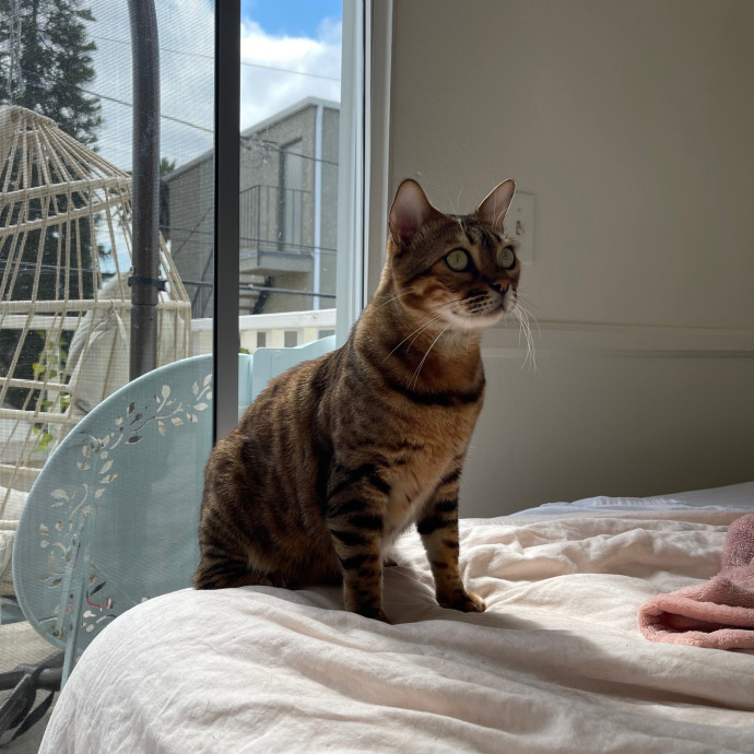 Erika's Awesome Pawsome Cat Sitting