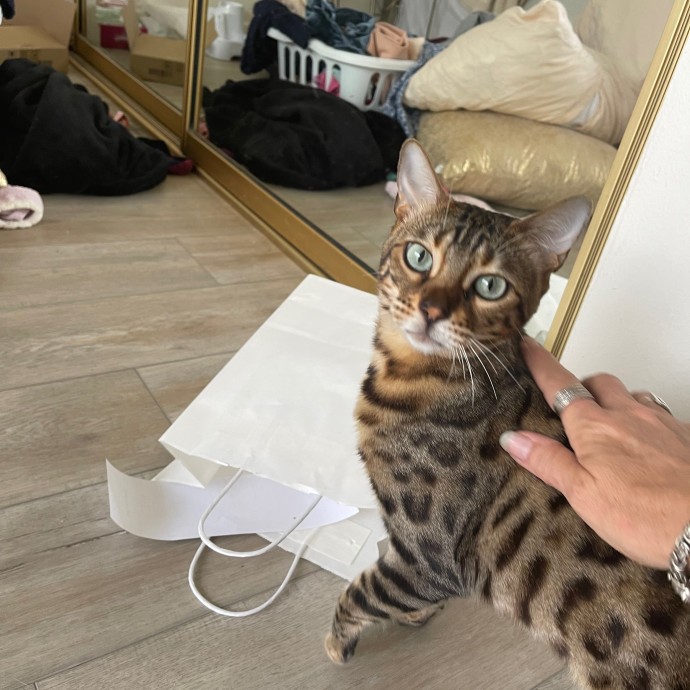Erika's Awesome Pawsome Cat Sitting