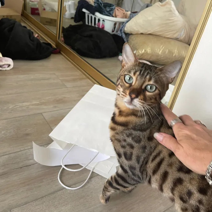Erika's Awesome Pawsome Cat Sitting