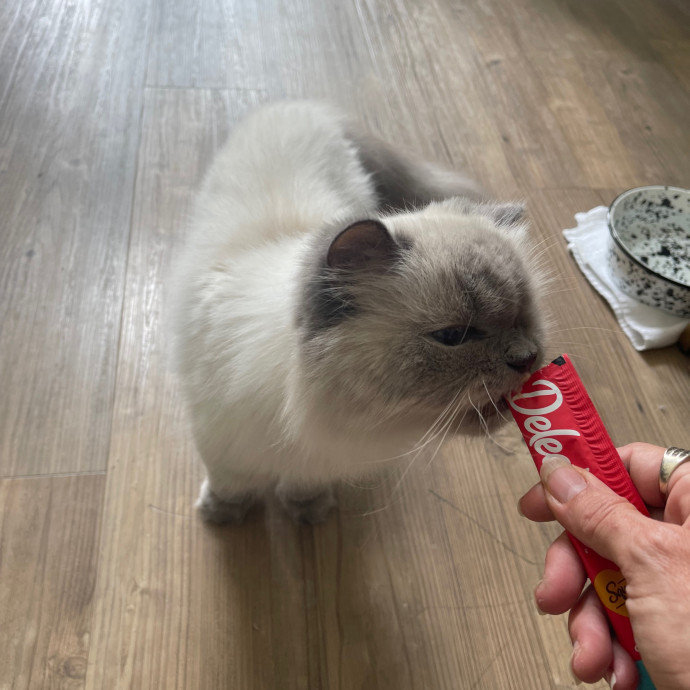 Erika's Awesome Pawsome Cat Sitting