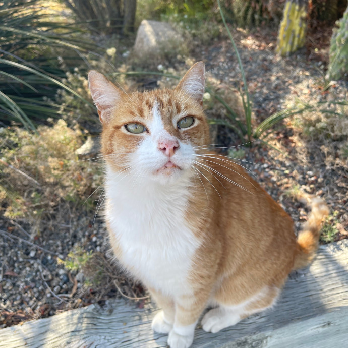 Erika's Awesome Pawsome Cat Sitting