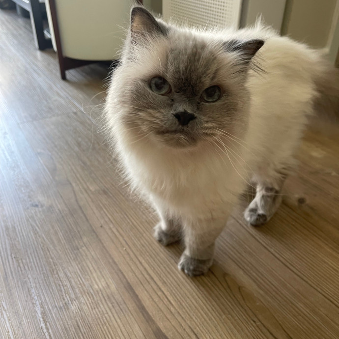 Erika's Awesome Pawsome Cat Sitting