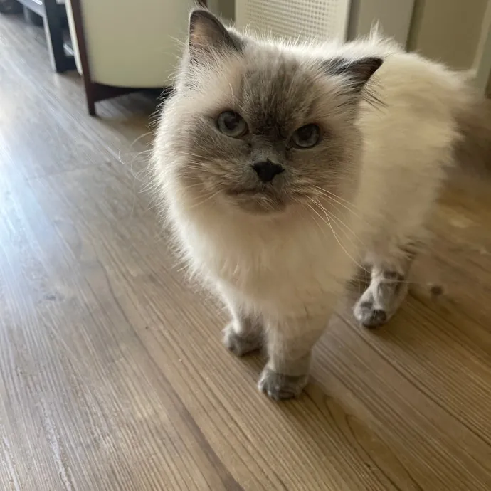Erika's Awesome Pawsome Cat Sitting