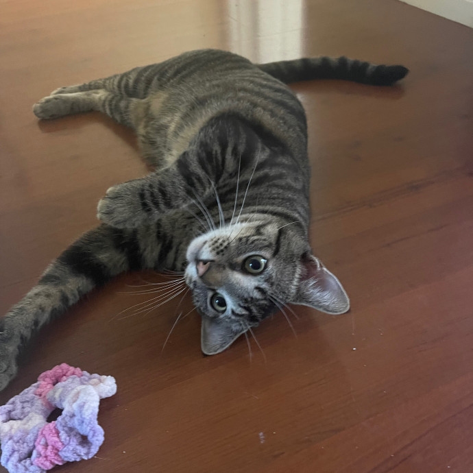Erika's Awesome Pawsome Cat Sitting