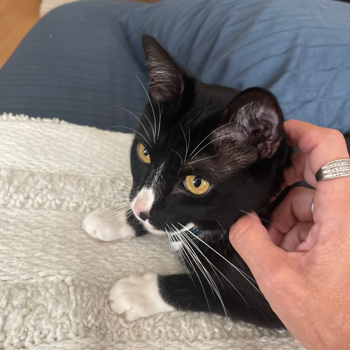 Erika's Awesome Pawsome Cat Sitting