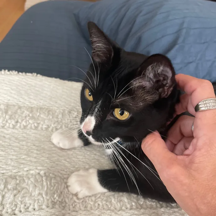 Erika's Awesome Pawsome Cat Sitting