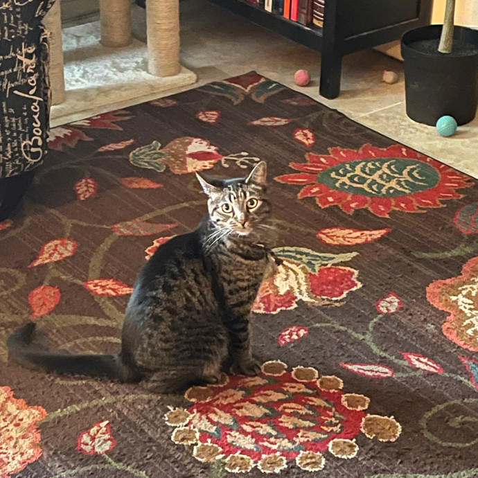 Erika's Awesome Pawsome Cat Sitting