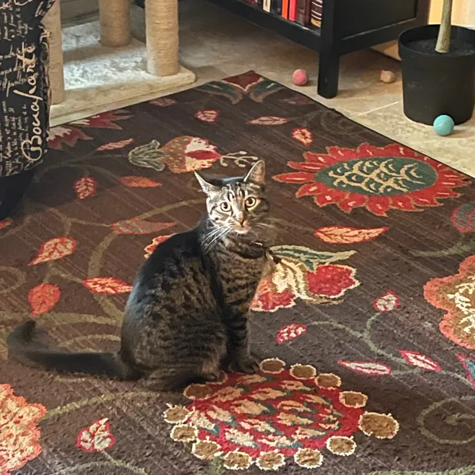 Erika's Awesome Pawsome Cat Sitting
