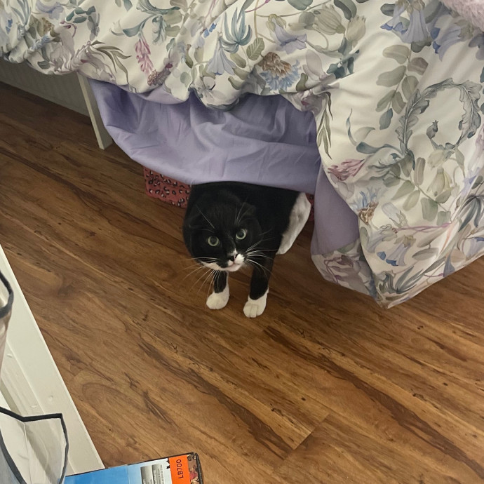 Erika's Awesome Pawsome Cat Sitting