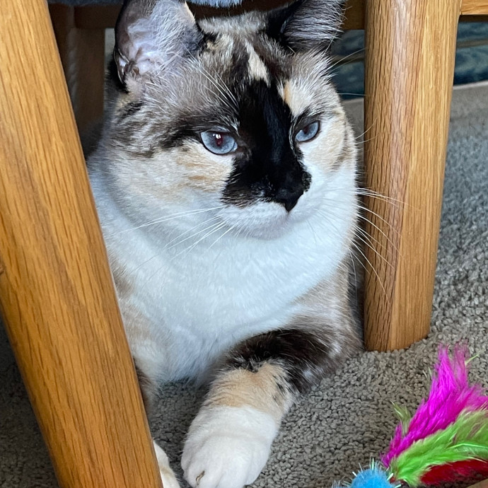 Erika's Awesome Pawsome Cat Sitting