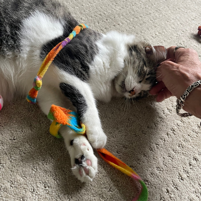 Erika's Awesome Pawsome Cat Sitting