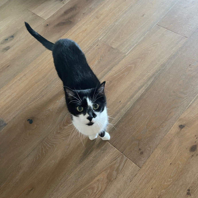 Erika's Awesome Pawsome Cat Sitting