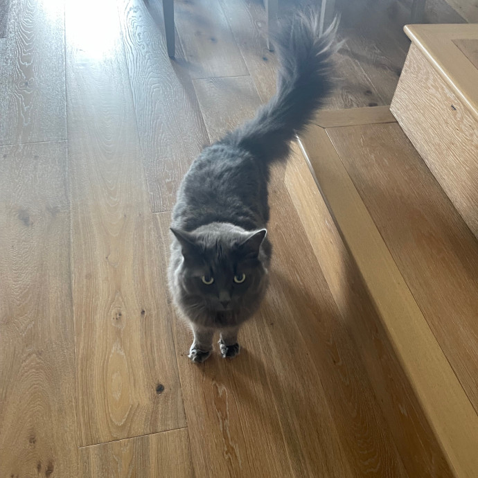 Erika's Awesome Pawsome Cat Sitting