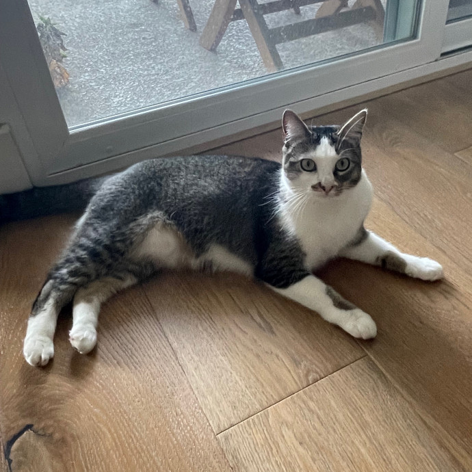 Erika's Awesome Pawsome Cat Sitting