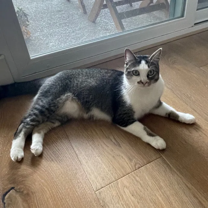 Erika's Awesome Pawsome Cat Sitting