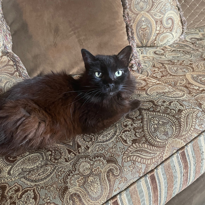 Erika's Awesome Pawsome Cat Sitting