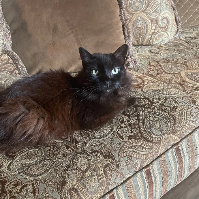 Erika's Awesome Pawsome Cat Sitting