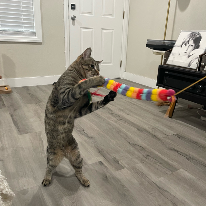 Erika's Awesome Pawsome Cat Sitting