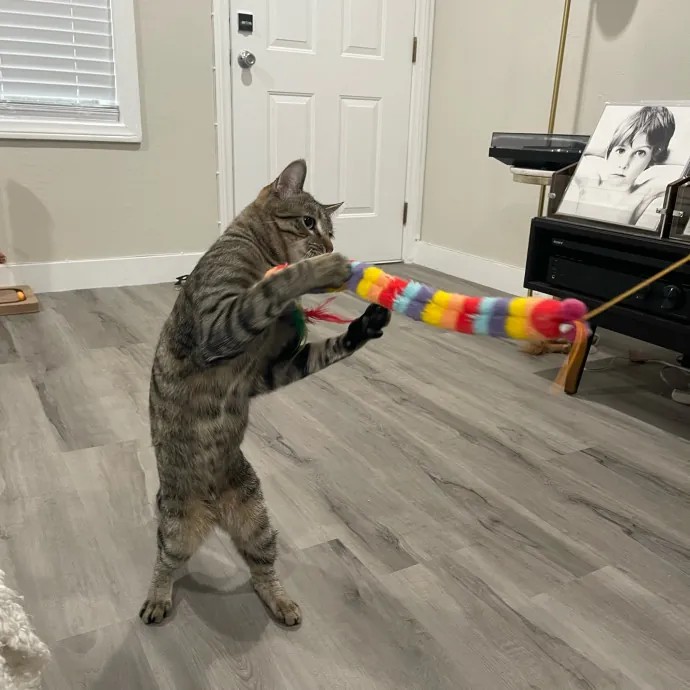 Erika's Awesome Pawsome Cat Sitting