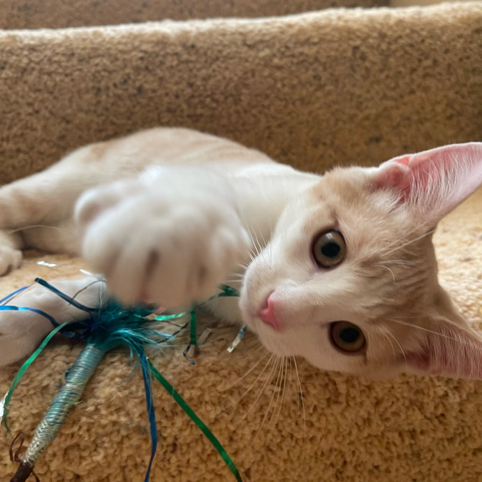 Erika's Awesome Pawsome Cat Sitting