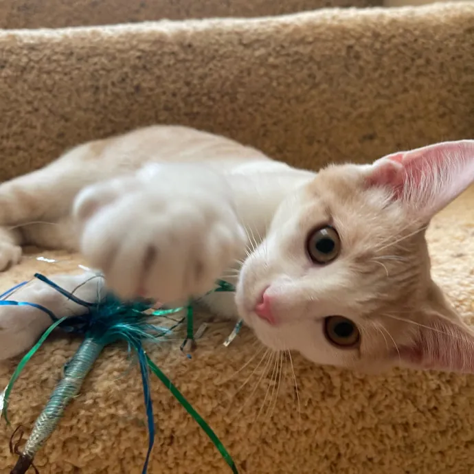 Erika's Awesome Pawsome Cat Sitting