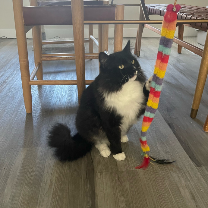 Erika's Awesome Pawsome Cat Sitting