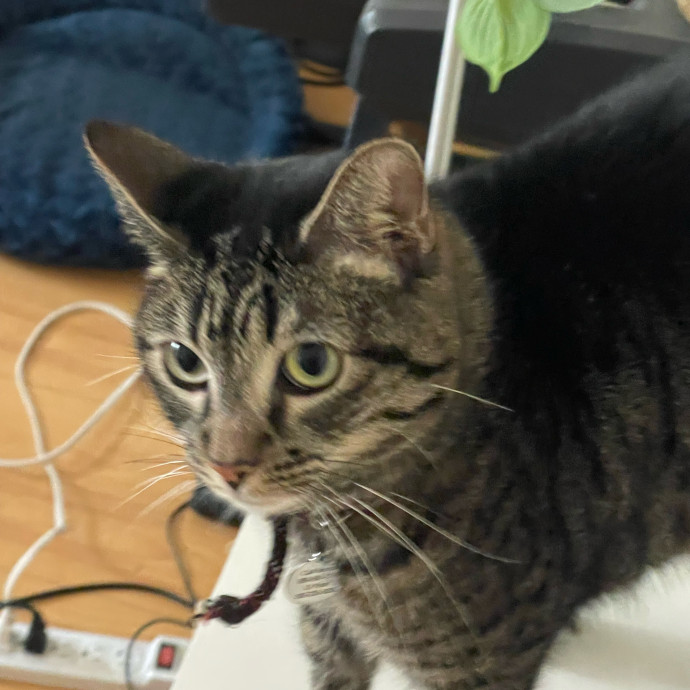 Erika's Awesome Pawsome Cat Sitting