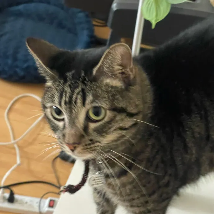 Erika's Awesome Pawsome Cat Sitting