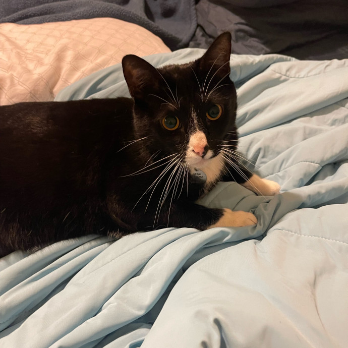Erika's Awesome Pawsome Cat Sitting