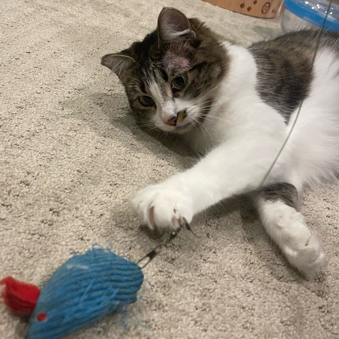 Erika's Awesome Pawsome Cat Sitting