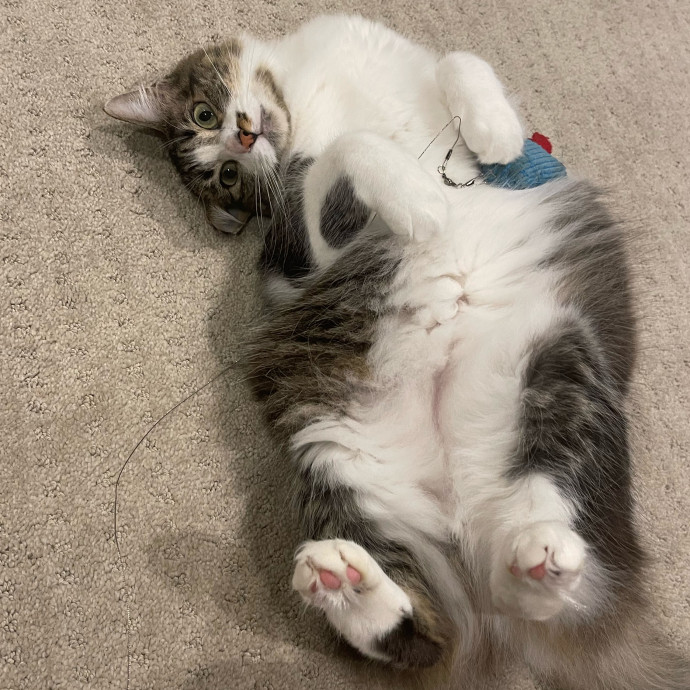 Erika's Awesome Pawsome Cat Sitting