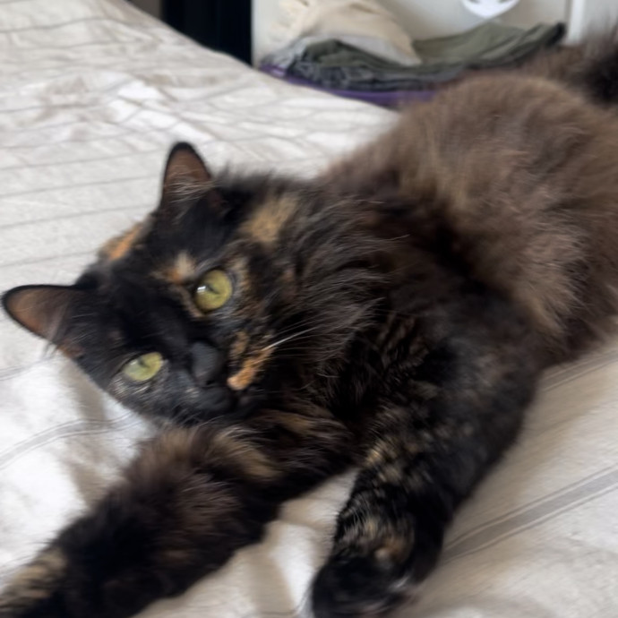 Erika's Awesome Pawsome Cat Sitting