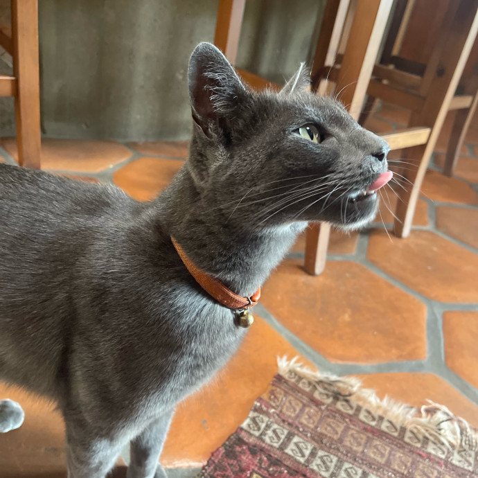 Erika's Awesome Pawsome Cat Sitting