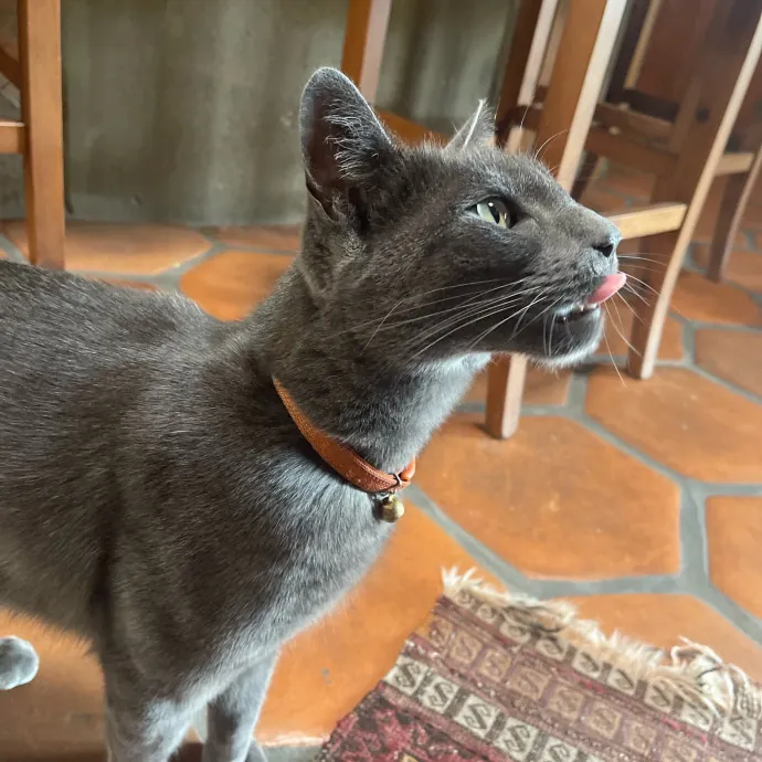 Erika's Awesome Pawsome Cat Sitting