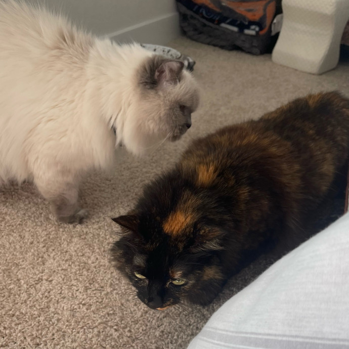 Erika's Awesome Pawsome Cat Sitting