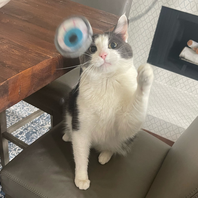 Erika's Awesome Pawsome Cat Sitting