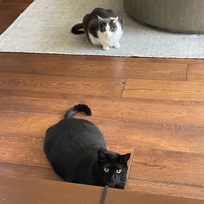 Erika's Awesome Pawsome Cat Sitting