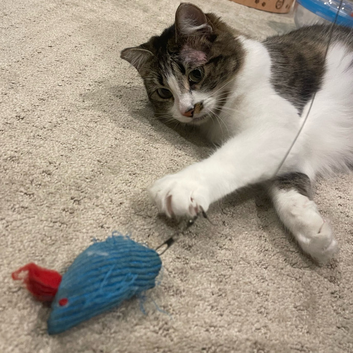 Erika's Awesome Pawsome Cat Sitting
