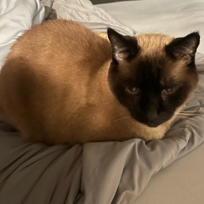 Erika's Awesome Pawsome Cat Sitting