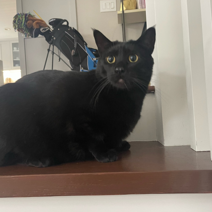 Erika's Awesome Pawsome Cat Sitting